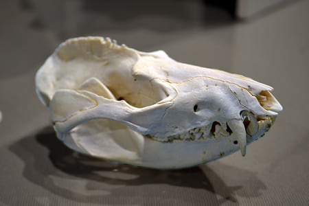 animal skull thumbnail