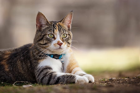 cat laying on ground thumbnail