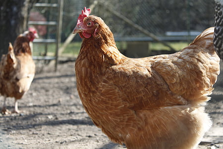 close up of brown hen thumbnail