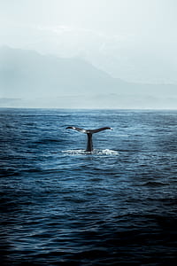 whale tale popping out of water at daytime thumbnail