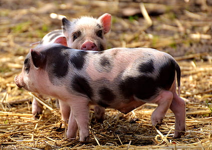 two pigs standing on ground thumbnail