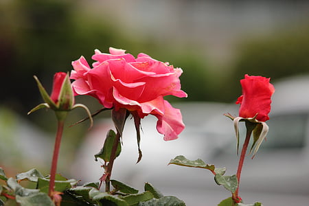 selective focus photography of pink rose flowers thumbnail