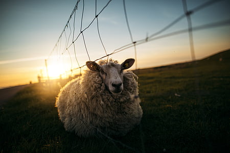 white sheep leaning on fence thumbnail