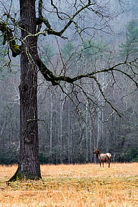 horse under bare tree thumbnail