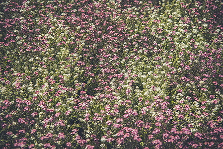 pink and white petaled flower field thumbnail