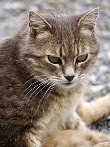 shallow focus of gray cat thumbnail