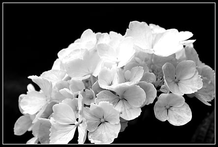 white petaled flowers thumbnail