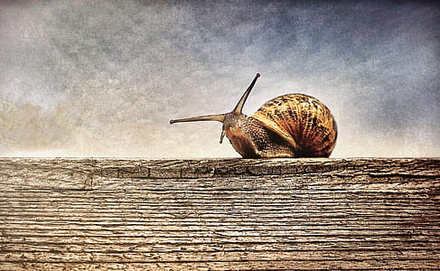 Close-up Photography of Brown Snail on Brown Wooden Surface thumbnail