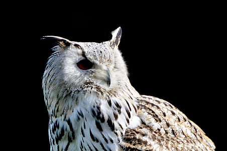brown and white owl thumbnail