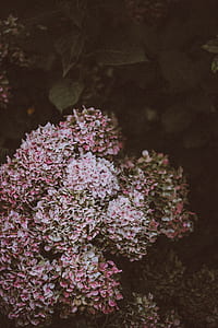 red and red petaled flowers close-up photo thumbnail