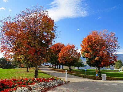 pathway between trees with cloudy sky thumbnail