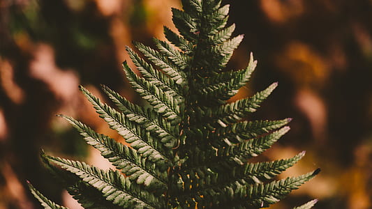 Green Tree thumbnail