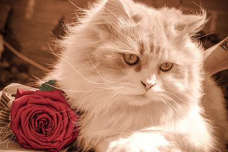 photo of long-coated white cat and red rose thumbnail