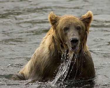 brown bear on body of water photo taken during daytime thumbnail
