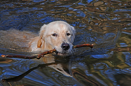 golden retriever puppy biting twig while walking into the river thumbnail
