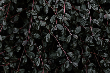 green leaf plant thumbnail