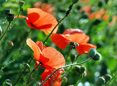 closeup photography of red poppy flowers thumbnail
