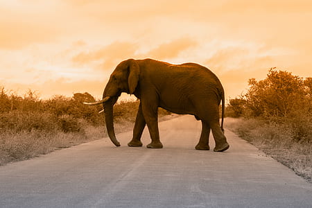 gray elephant standing on road thumbnail