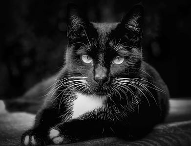 photo of black and white cat thumbnail
