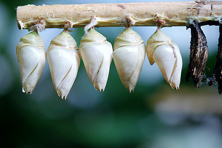 white cocoons hanged on tree thumbnail