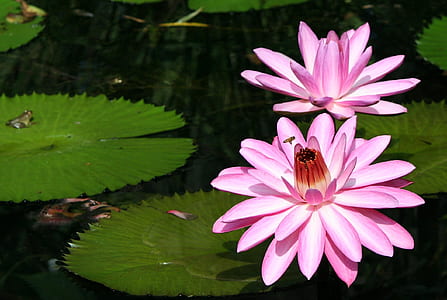 photo of two pink water lotus flowers thumbnail