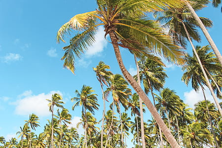 low angle photography of coconut trees thumbnail