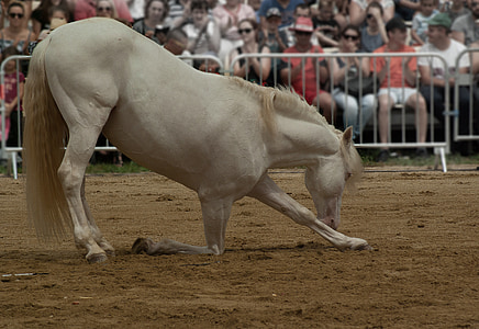 white horse on brown soil near people sitting on chairs during daytime thumbnail