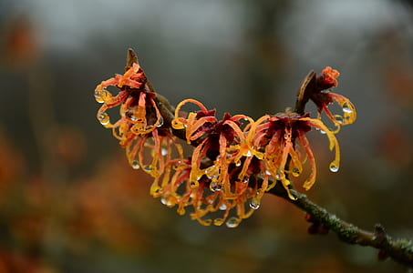 selective focus photography of black and orange petaled flowers thumbnail