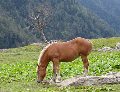 brown horse on green grass field thumbnail