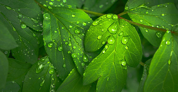 green leaf thumbnail