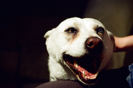 Happy dog thumbnail