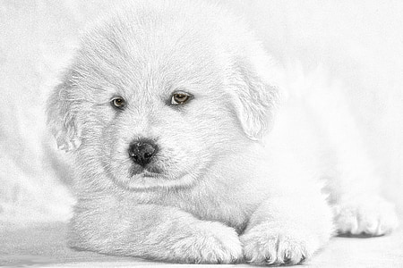 golden retriever puppy sketch thumbnail