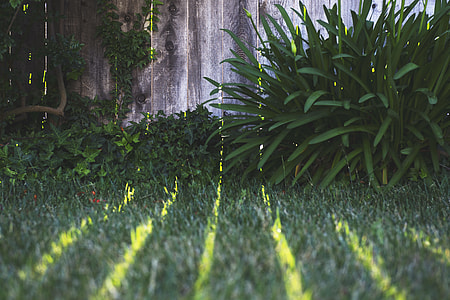green grass field near brown wooden fence thumbnail