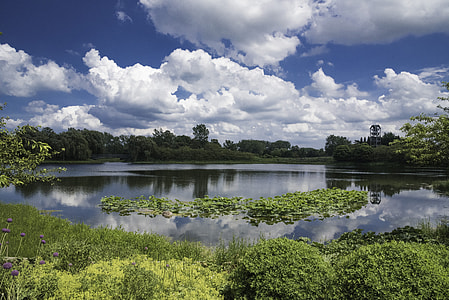 Pond, Plants, and sky at the Chicago Botanical Gardens thumbnail