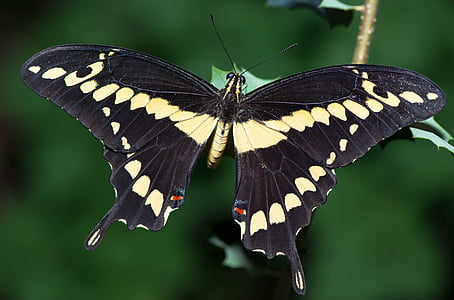 tiger swallowtail butterfly on green leaf plant thumbnail