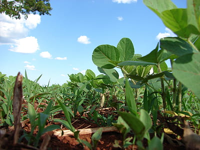 green leafed plants thumbnail