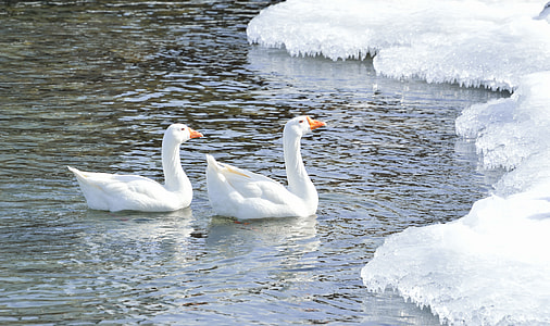 two geese on body of water with ice thumbnail
