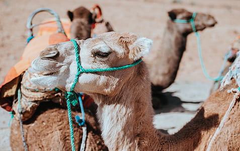 selective focus photography of brown camel thumbnail