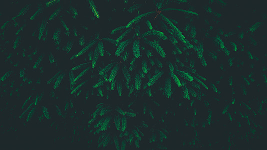 green leafed plant thumbnail