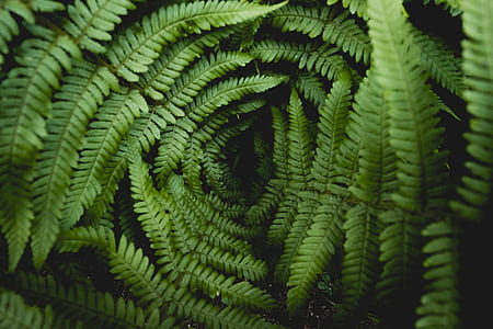 closeup photo of fern leaves thumbnail