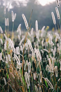 corndog grass in selective focus photography thumbnail