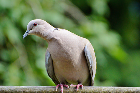 close-up photography of Eurasian collared dove thumbnail