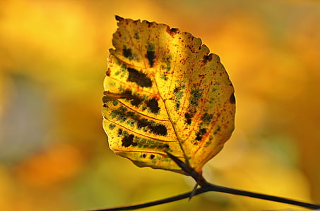 yellow and brown leaf thumbnail