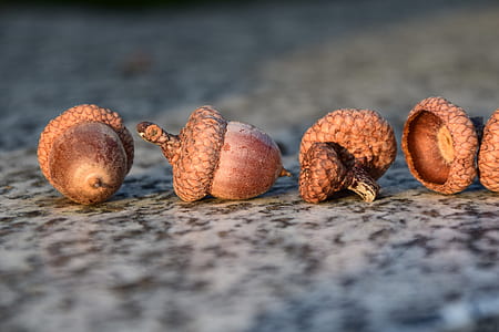 four acorns on floor thumbnail