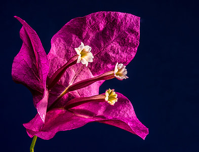 closeup photography of purple petaled flower thumbnail