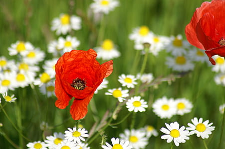 red poppin flower thumbnail