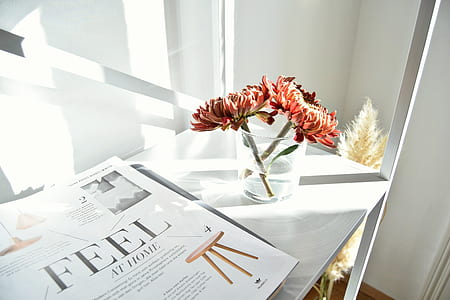 pink everlasting daisy flowers on table beside magazine thumbnail