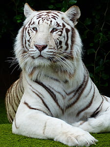 white tiger laying on green grass during daytime thumbnail