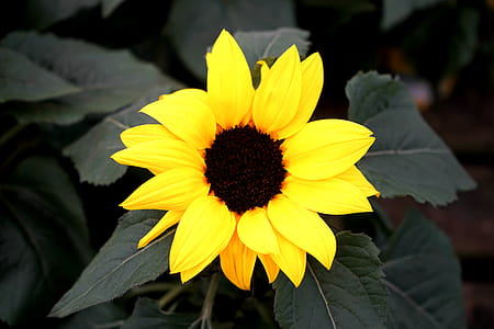 Sunflower Flower thumbnail