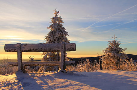 brown wooden bench on high ground near pine tree thumbnail